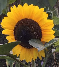 cropped-cropped-image-3.jpeg